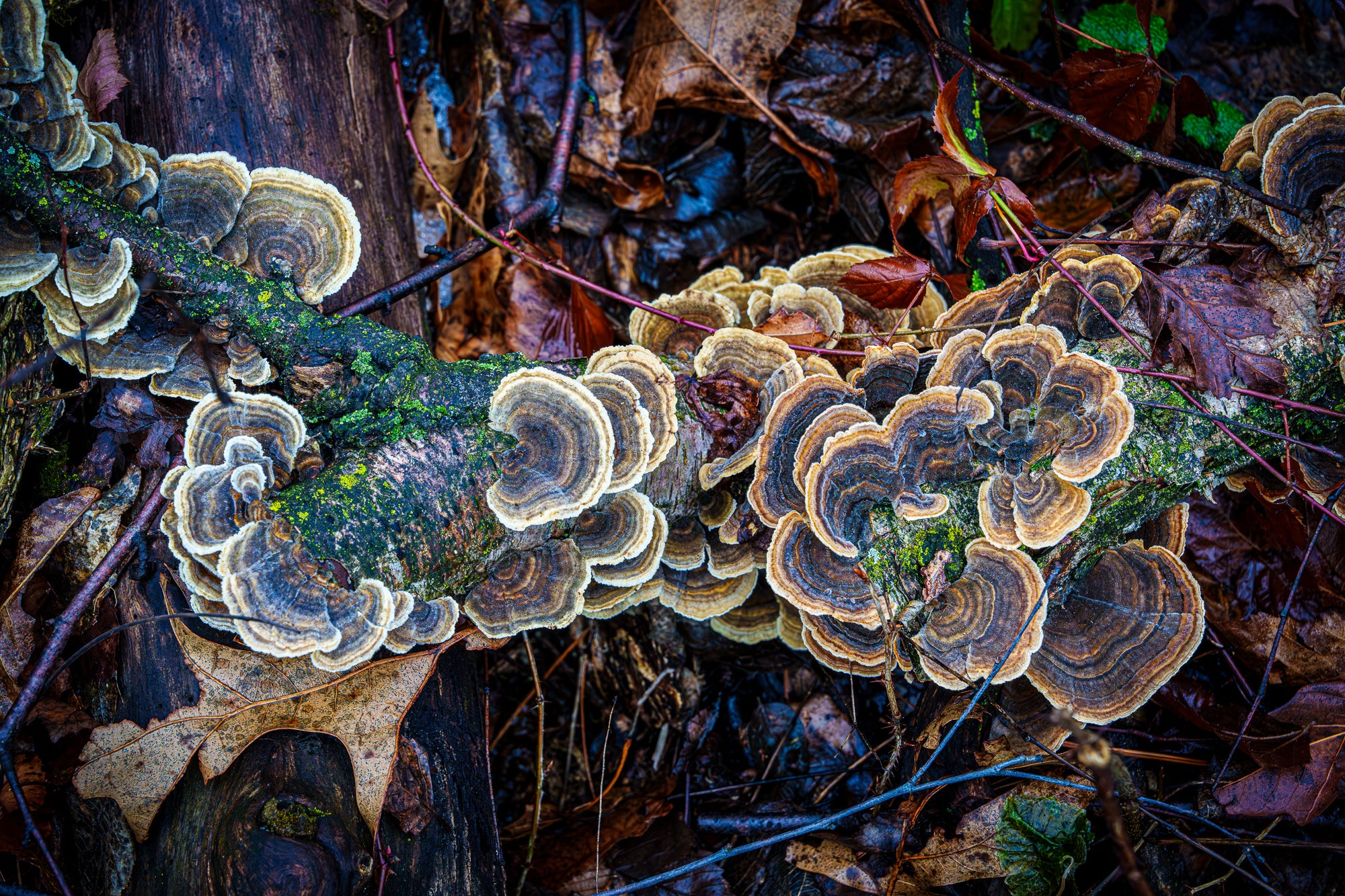 Close-up of colorful turkey tail mushrooms on a mossy log with leaves and twigs in the background; photographer Rick Graves