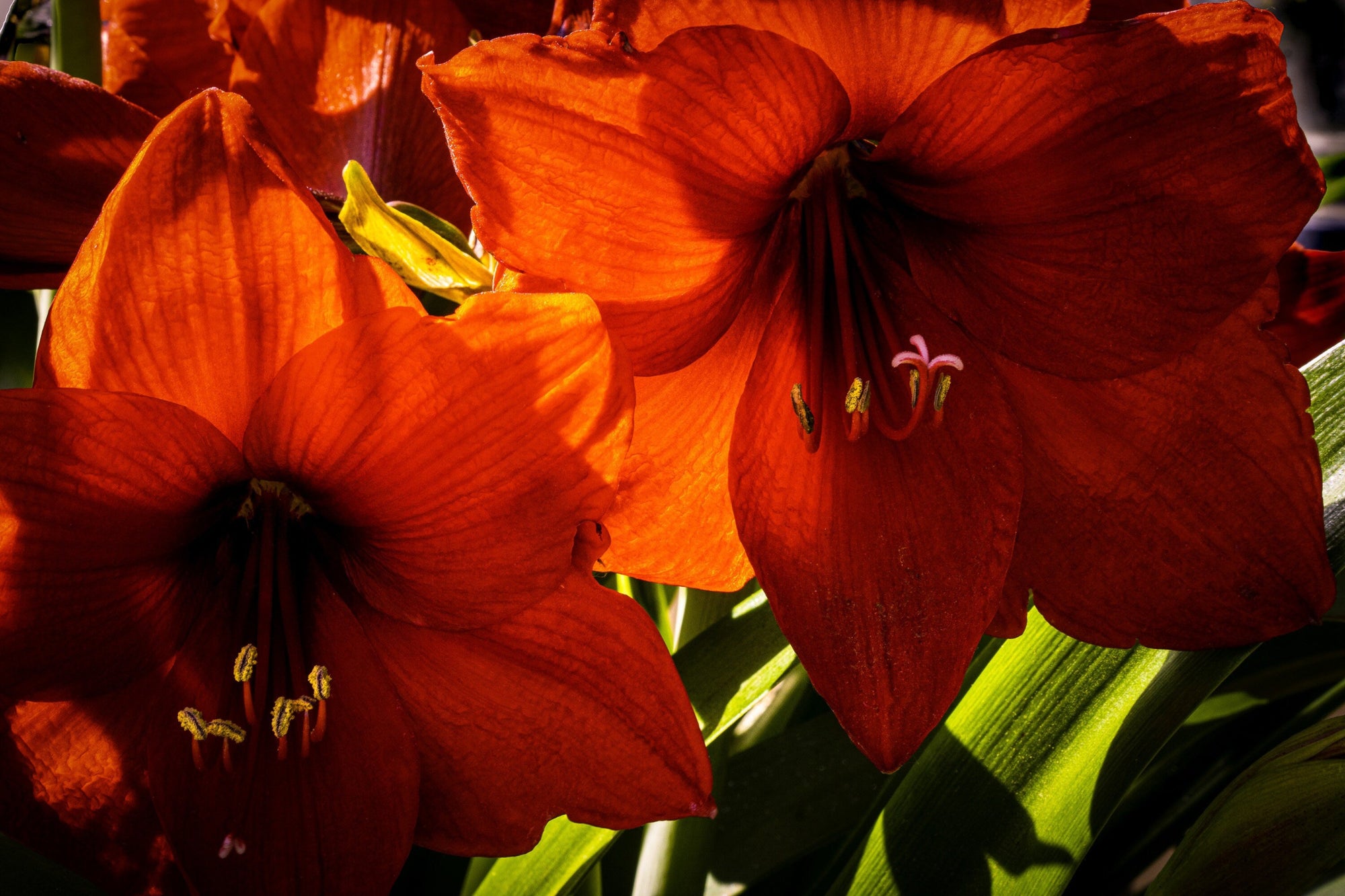 Original fine art photo by Rick Graves  of a red amaryllis. Printed on exhibition-quality paper. Every print $25 plus shipping.