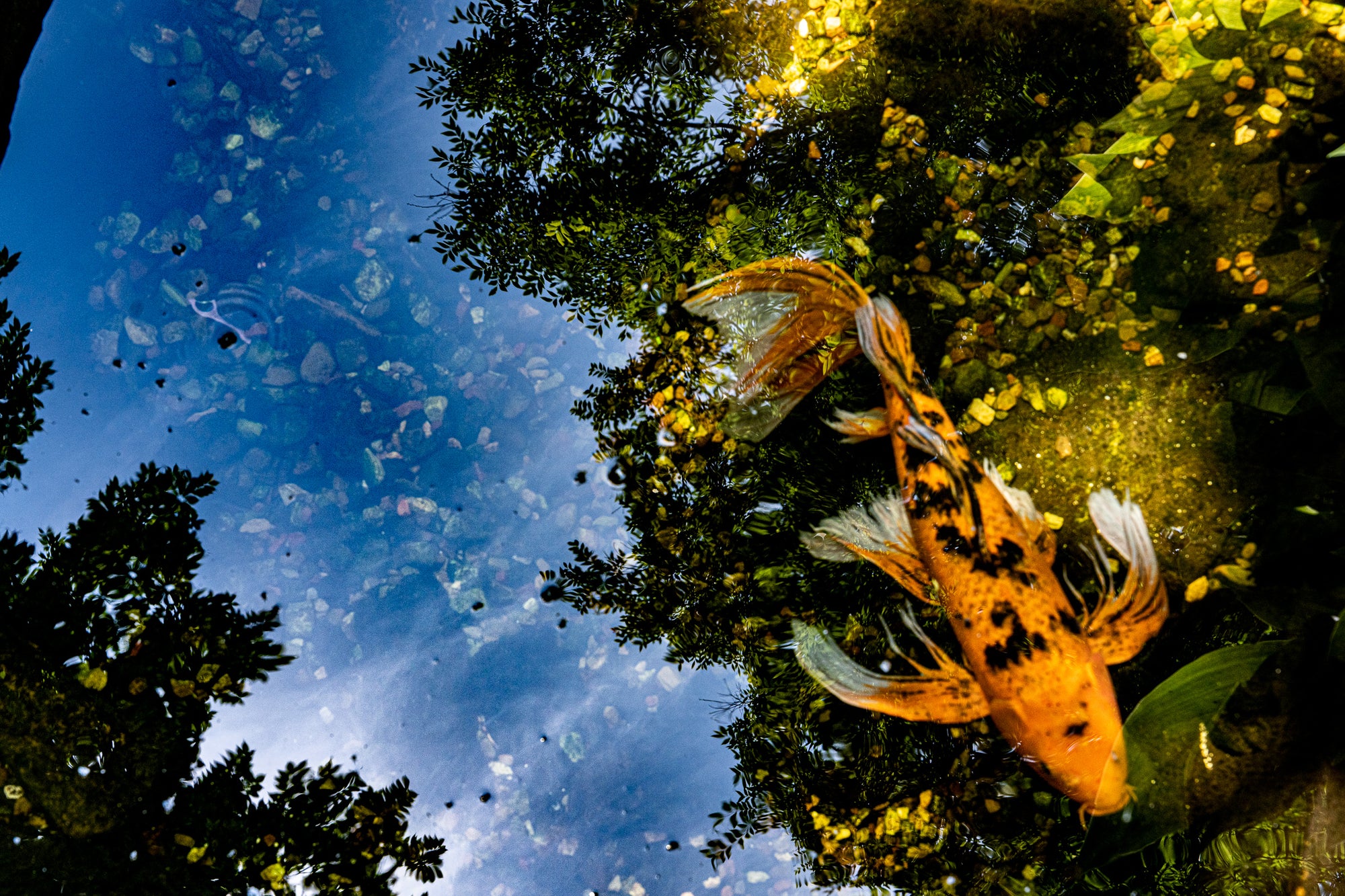 An orange koi swimming in a pond with trees and blue sky reflected on the water surface; photographer Rick Graves