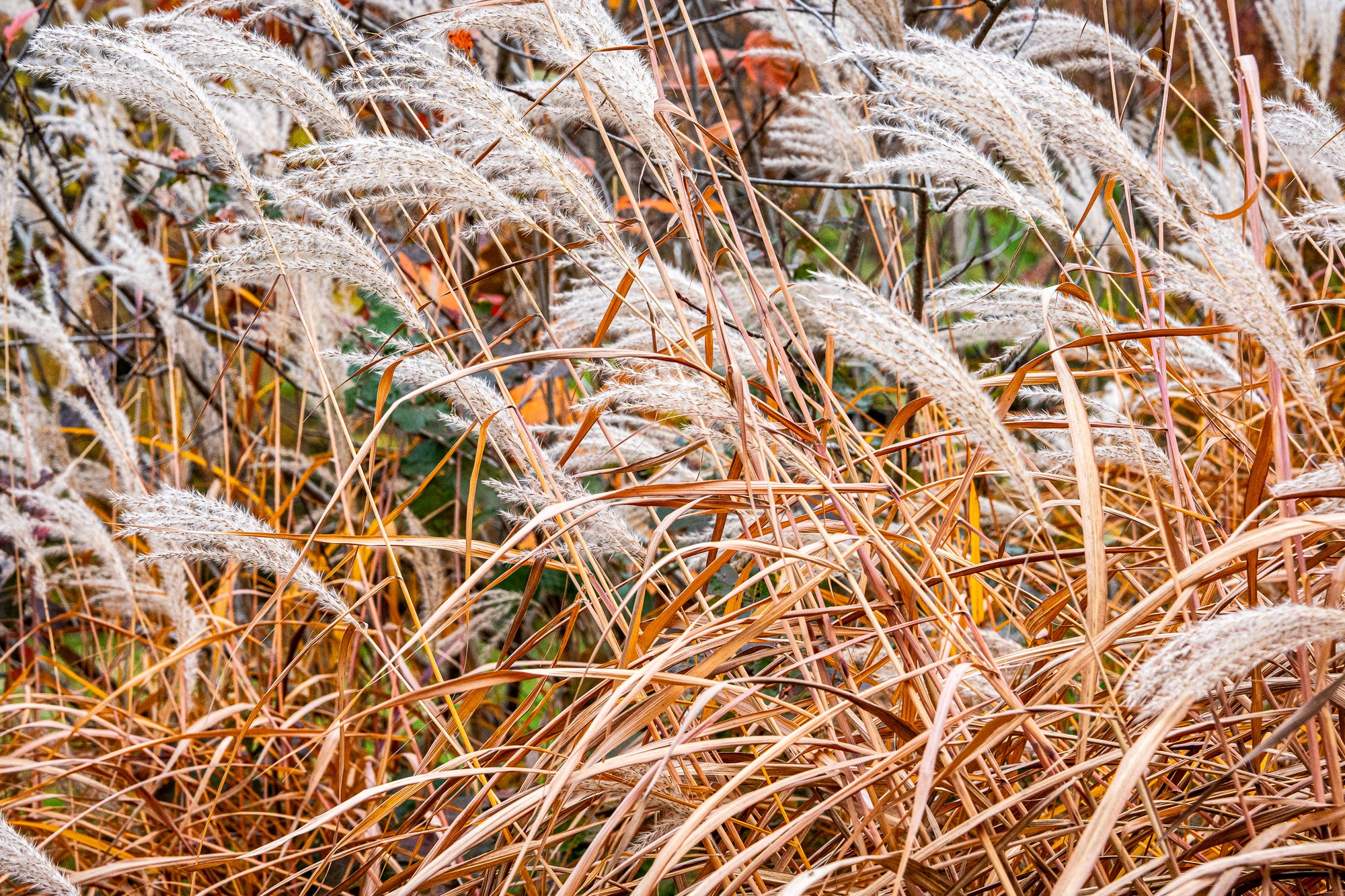 Silver Grass and fall foliage bent in the breeze; photographer Rick Graves