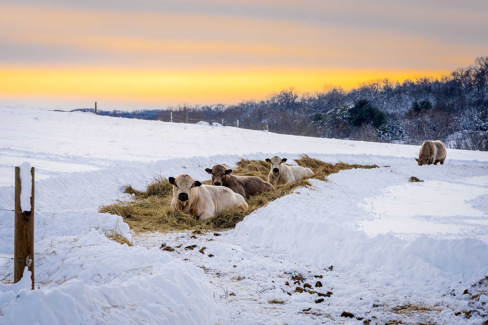 Cattle resting on a snow-covered field with a sunset sky; photographer Rick Graves