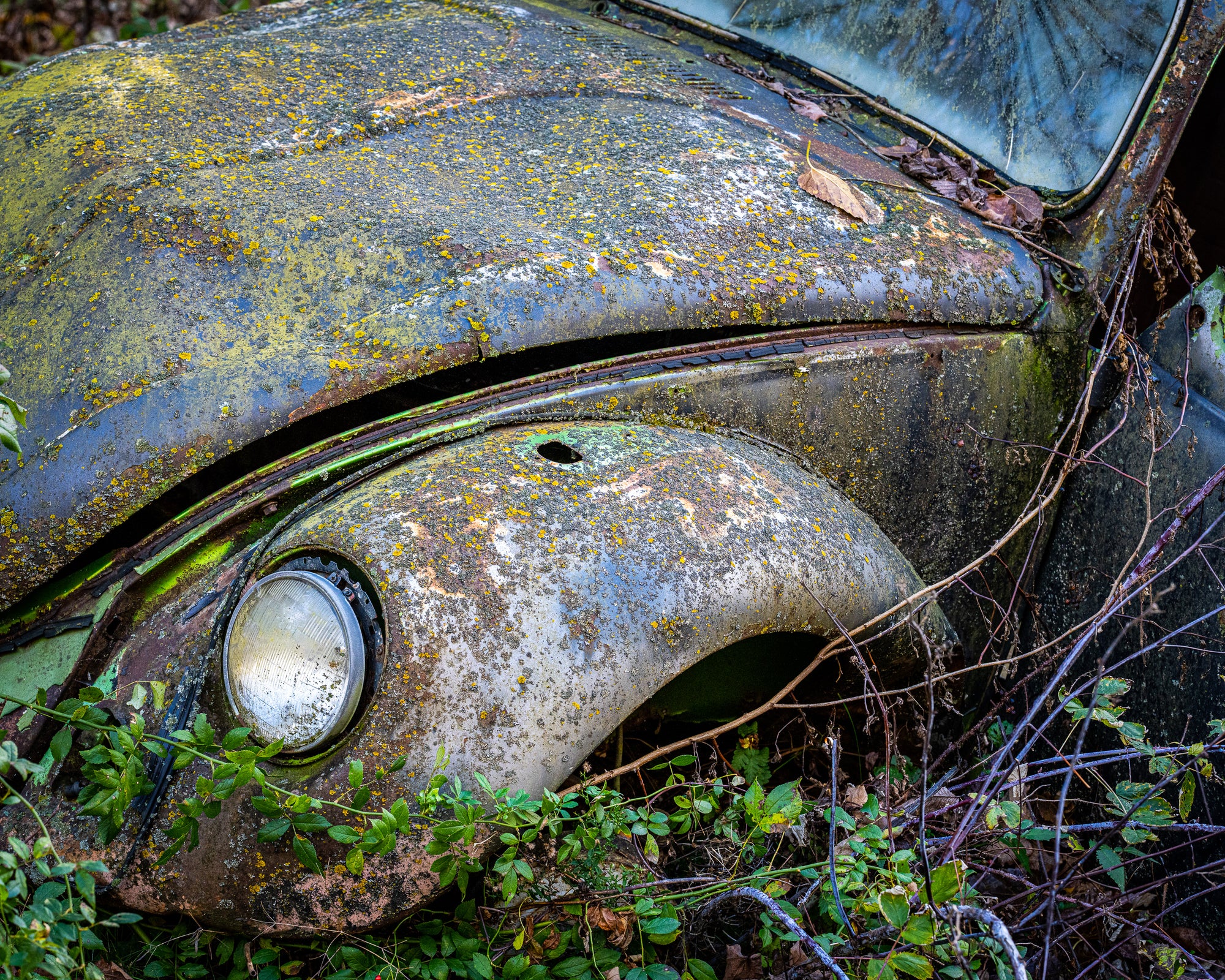 Lichen-covered vintage VW surrounded by overgrown vegetation; photographer Rick Graves