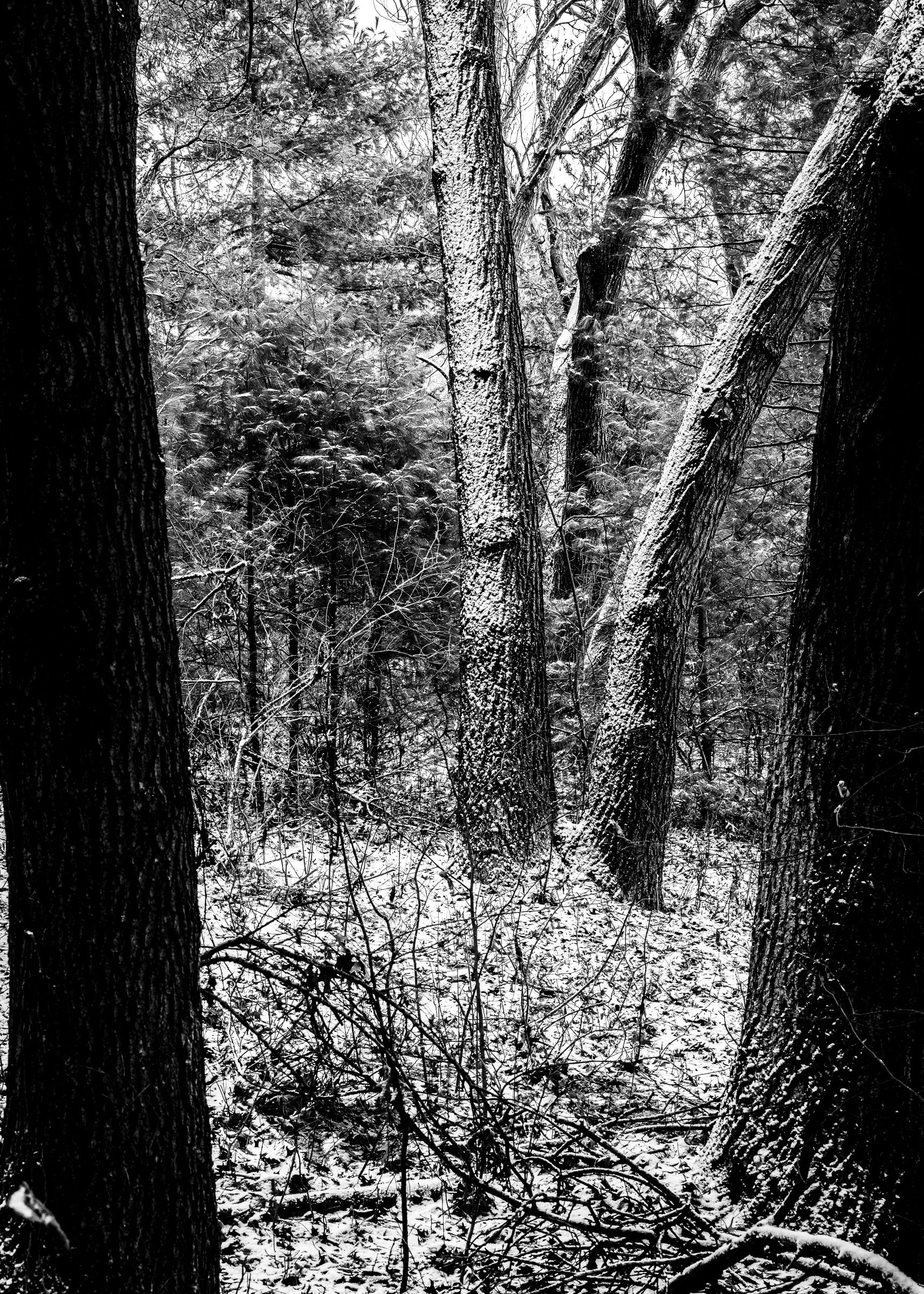 Black and white photo of a woods in winter with trees and underbrush. photographer Rick Graves