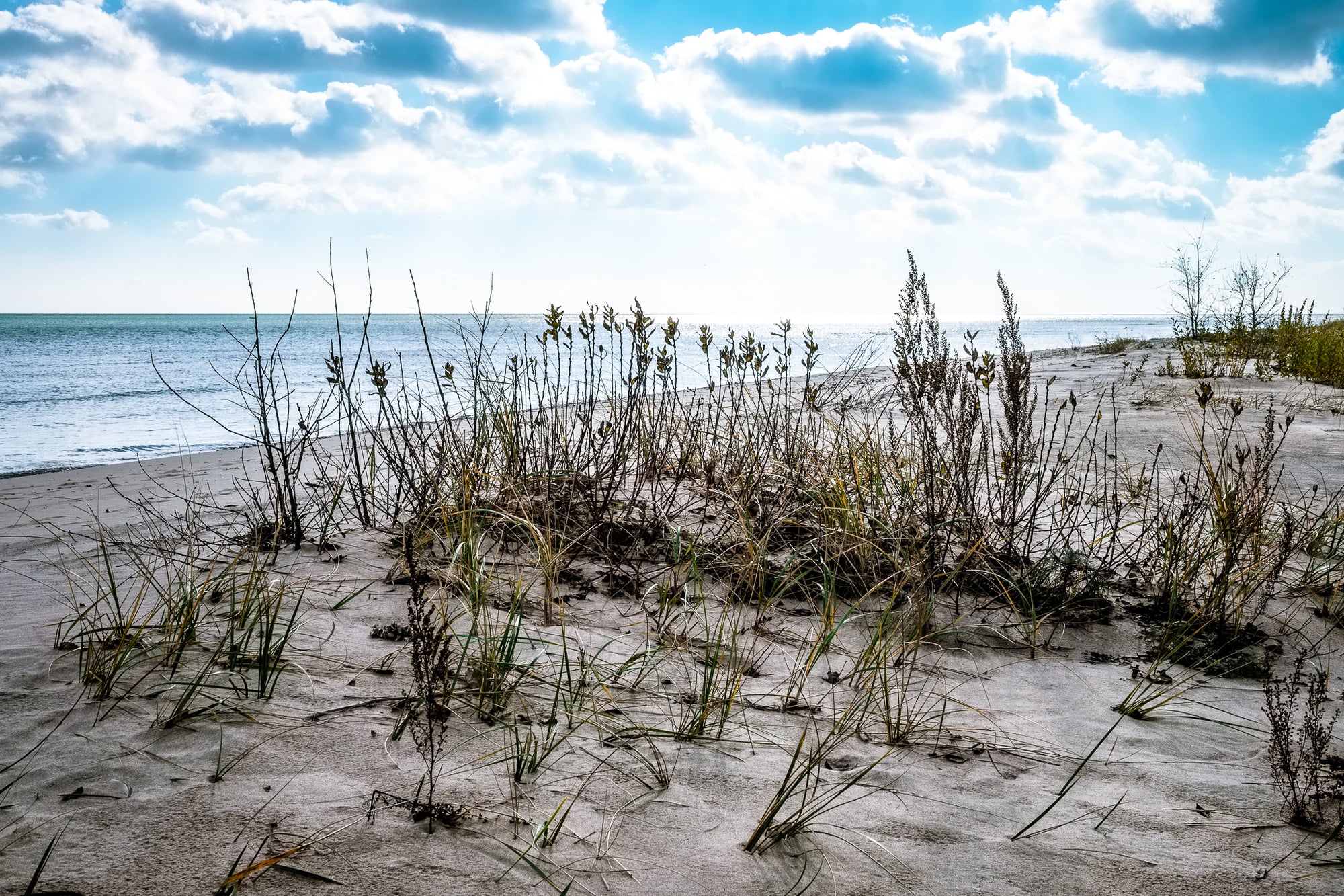 sandy lakeshore with drying vegetation; photo by Rick Graves