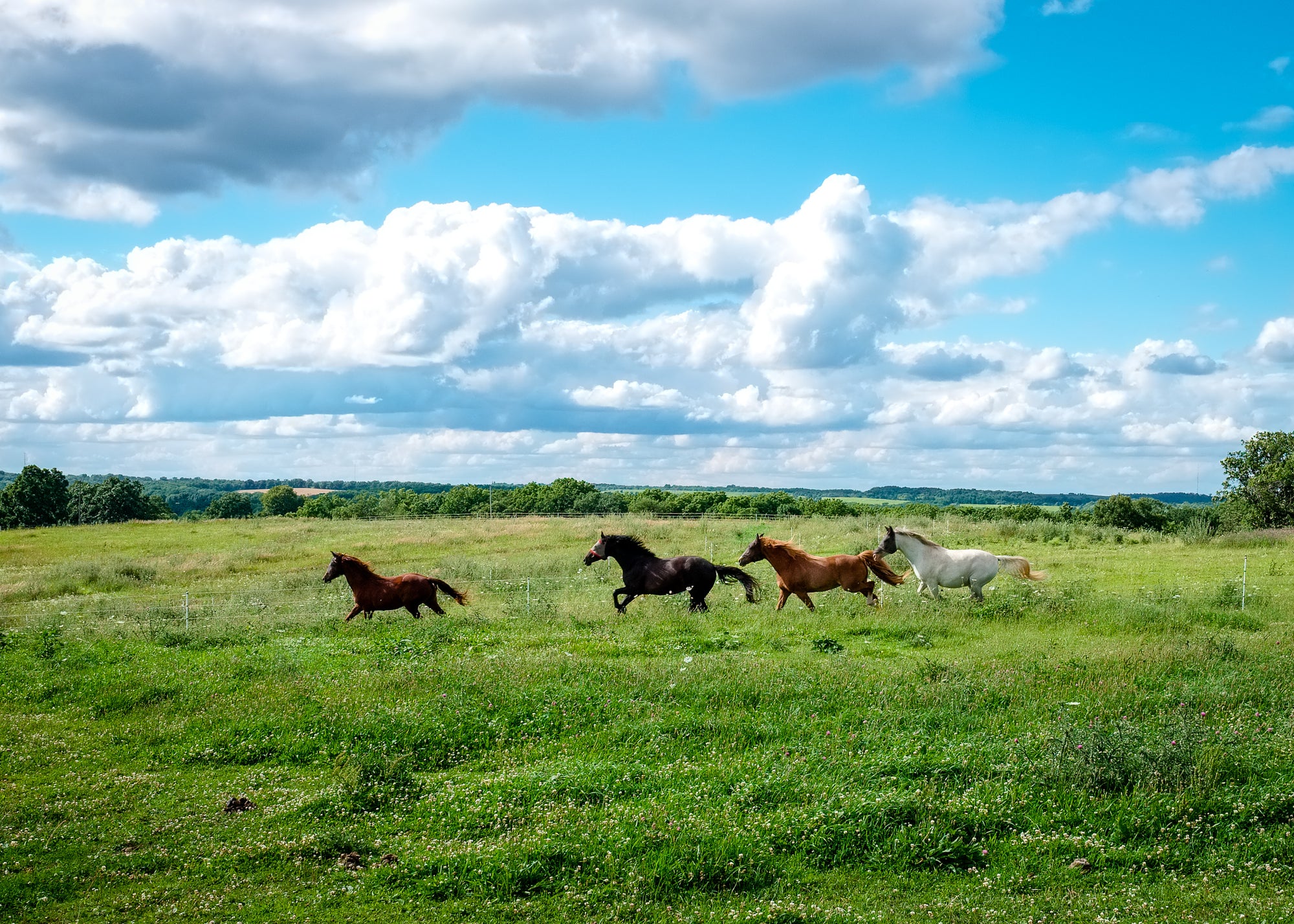 Four horses running in a grassy field under a summer blue sky and clouds; photographer Rick Graves