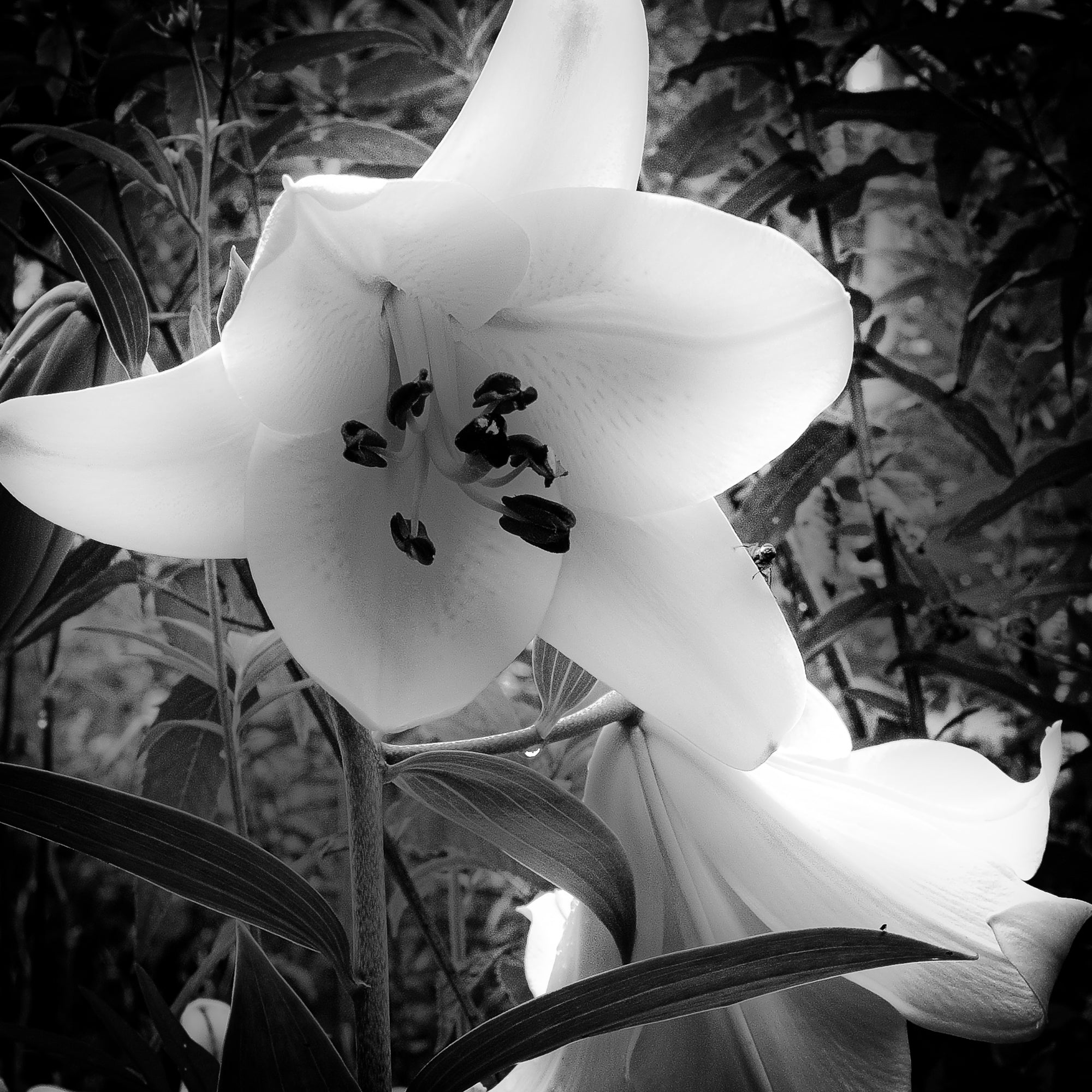Close-up of a white lily flower with dark centers against a blurred natural background; photographer Rick Graves