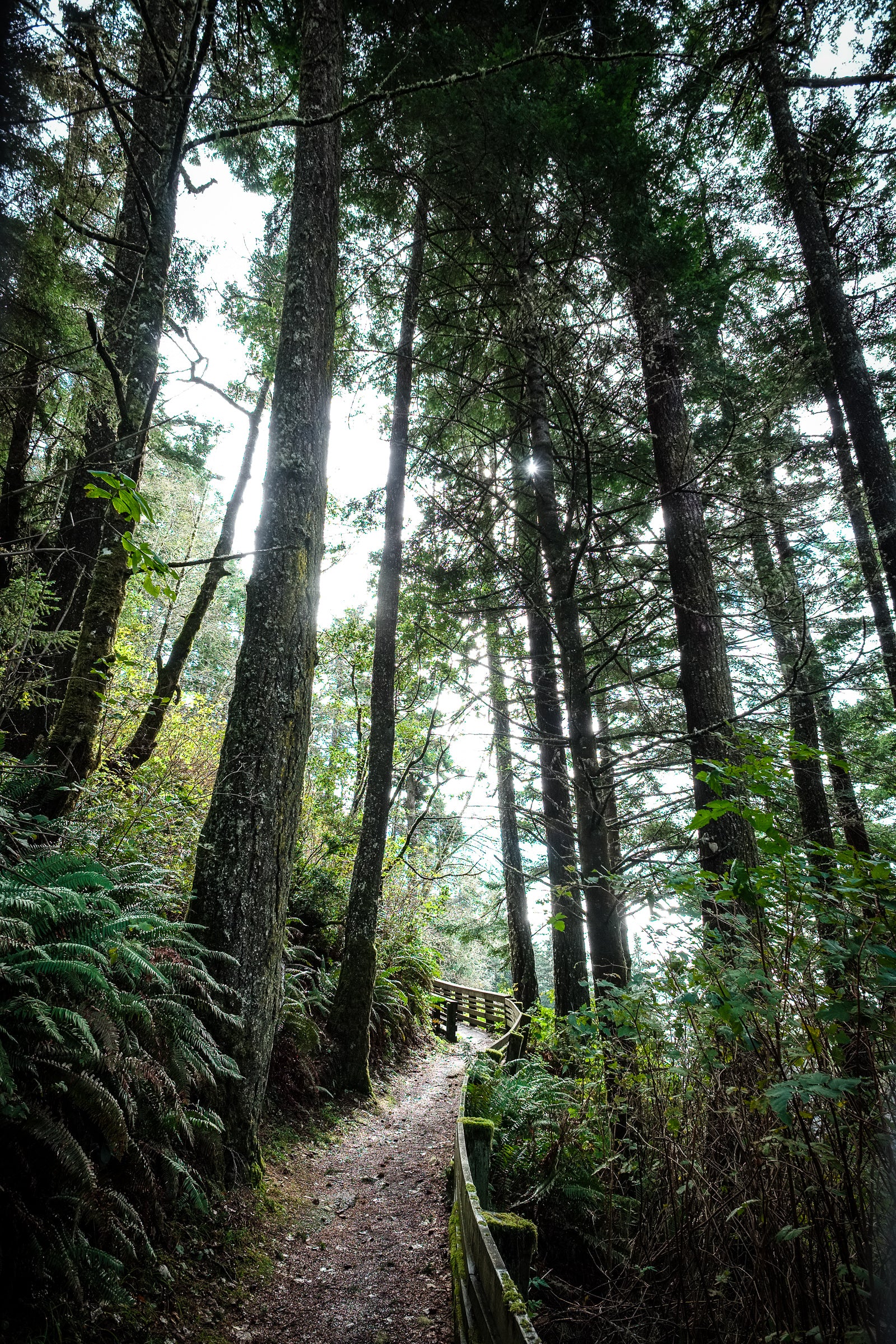 Winding path through a dense forest with tall trees and greenery.