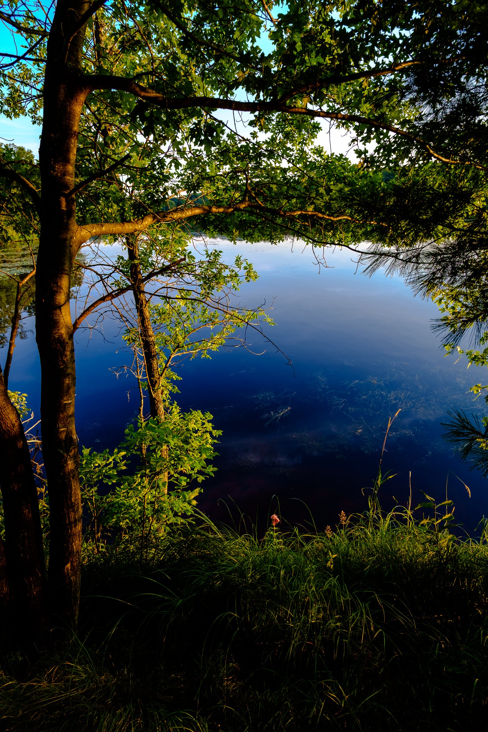 Tree overhanging a calm body of blue water with grass, sky, and a single red flower. Photographer Rick Graves.