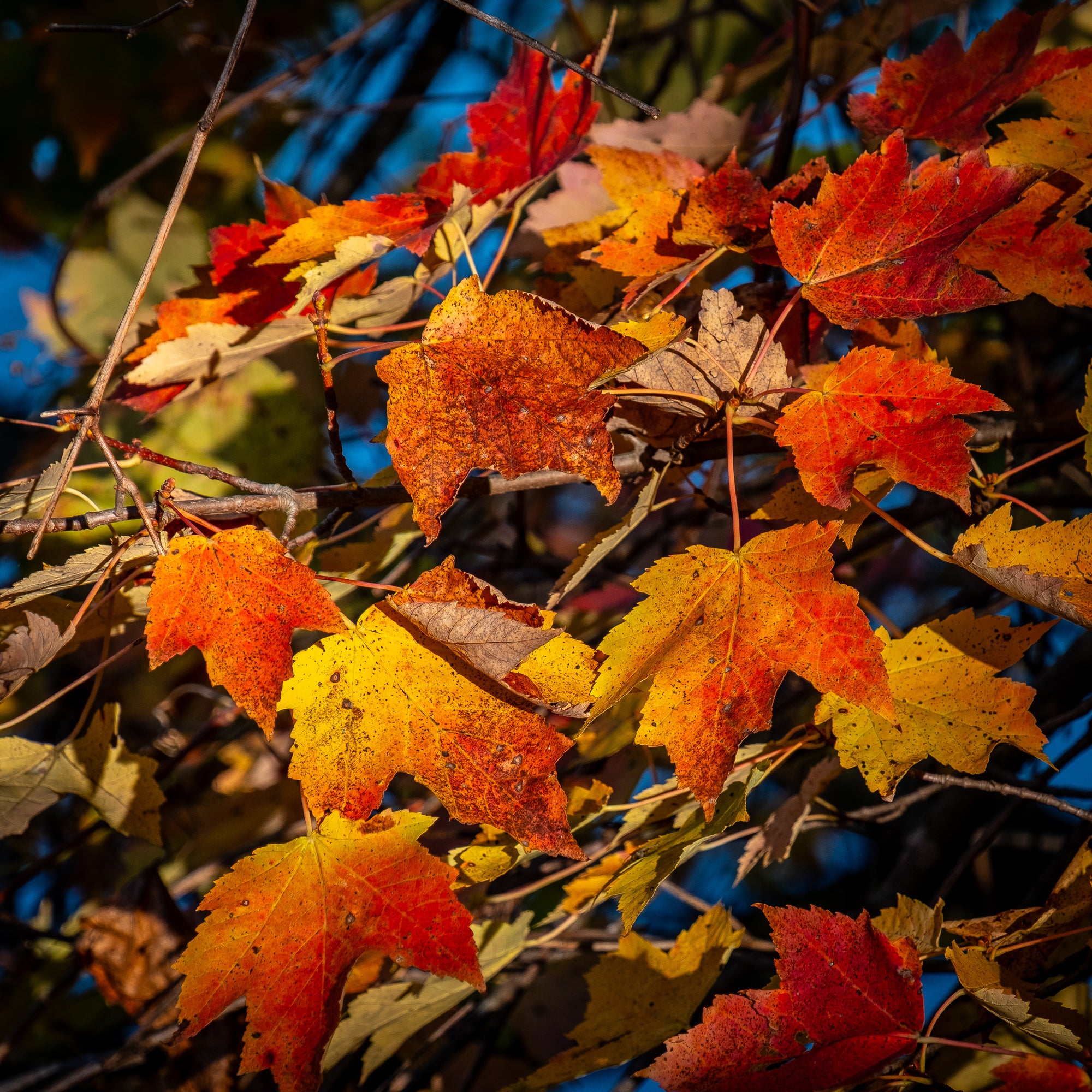 Autumn leaves with red, orange, and yellow colors on a blurred natural background; photographer Rick Graves