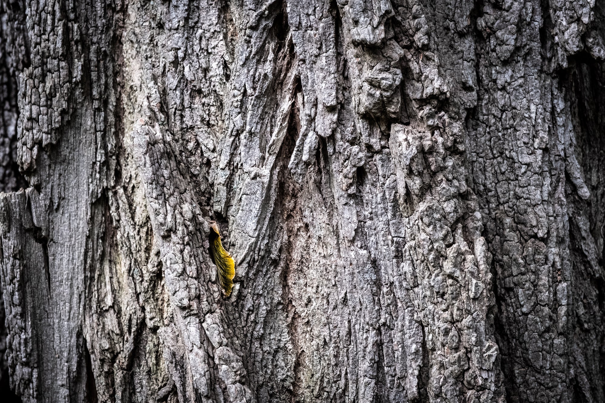 Close-up of a tree trunk with textured bark and a single golden samara; photographer Rick Graves