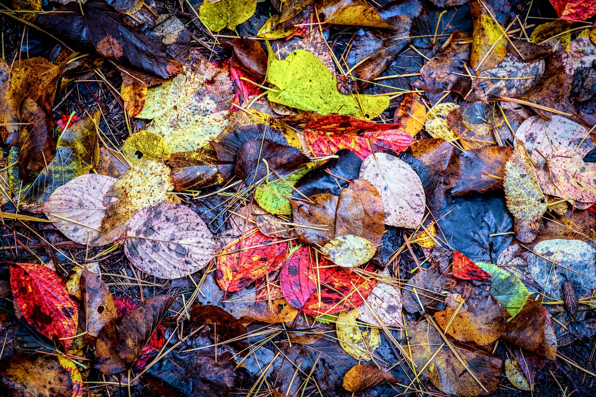 Pine needles and colorful autumn leaves on the ground; photographer Rick Graves