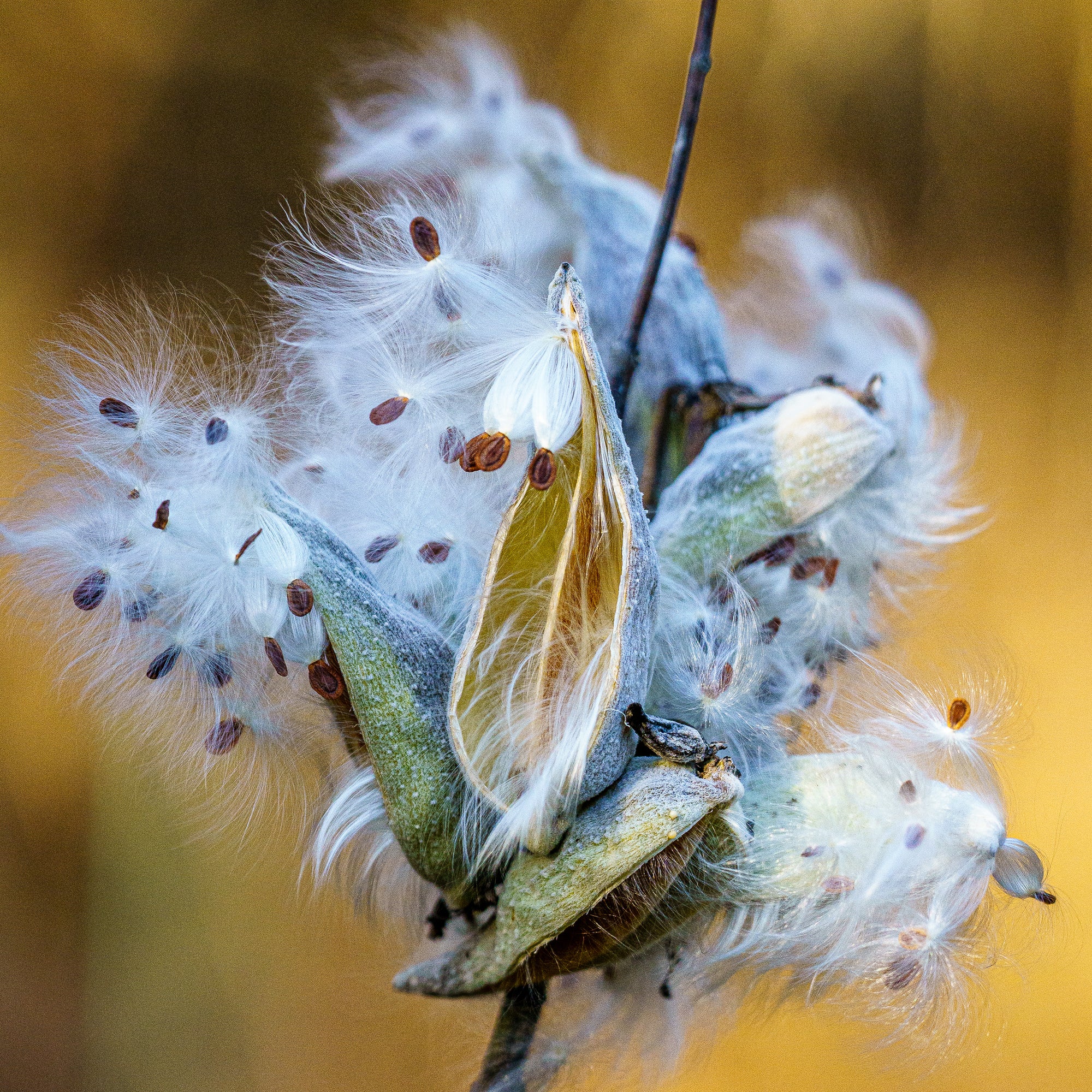 Close-up of a milkweed pod with seeds against a blurred yellow background