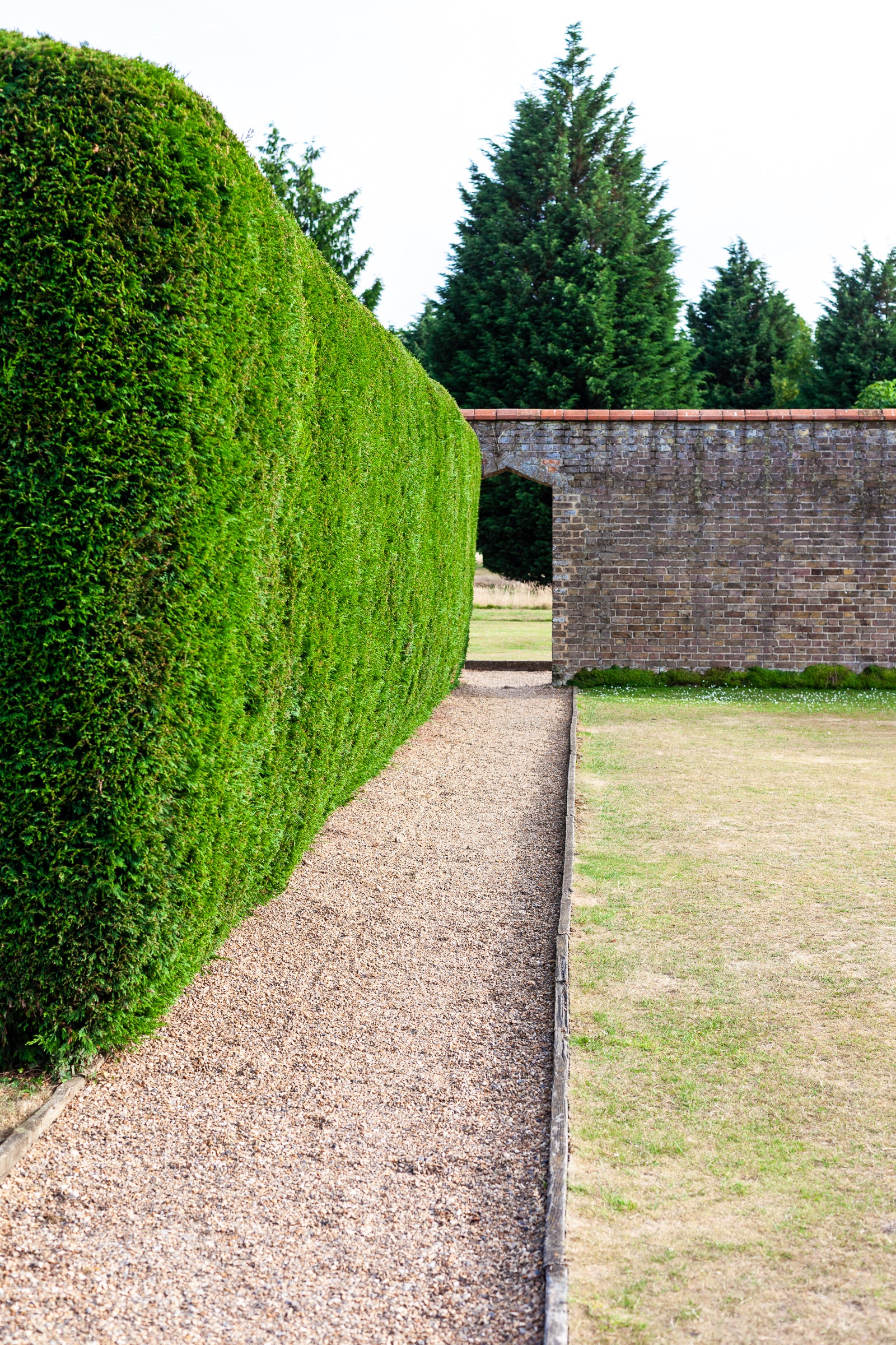 Tall green hedgerow on a gravel path leading to a brick wall with trees in the background; photographer Rick Graves