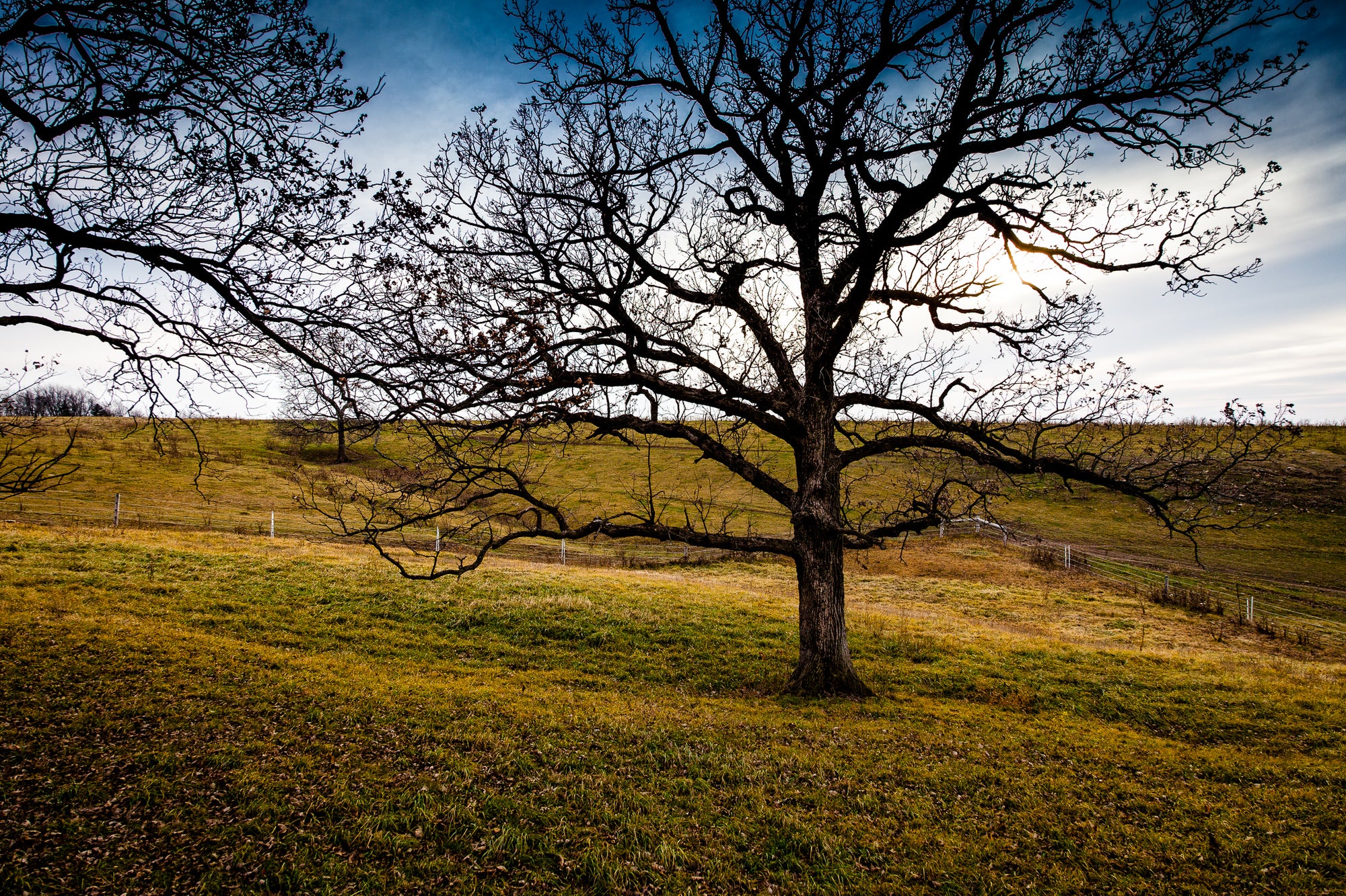 Burr Oak tree in a horse paddock with a clear autumn sky; photographer Rick Graves