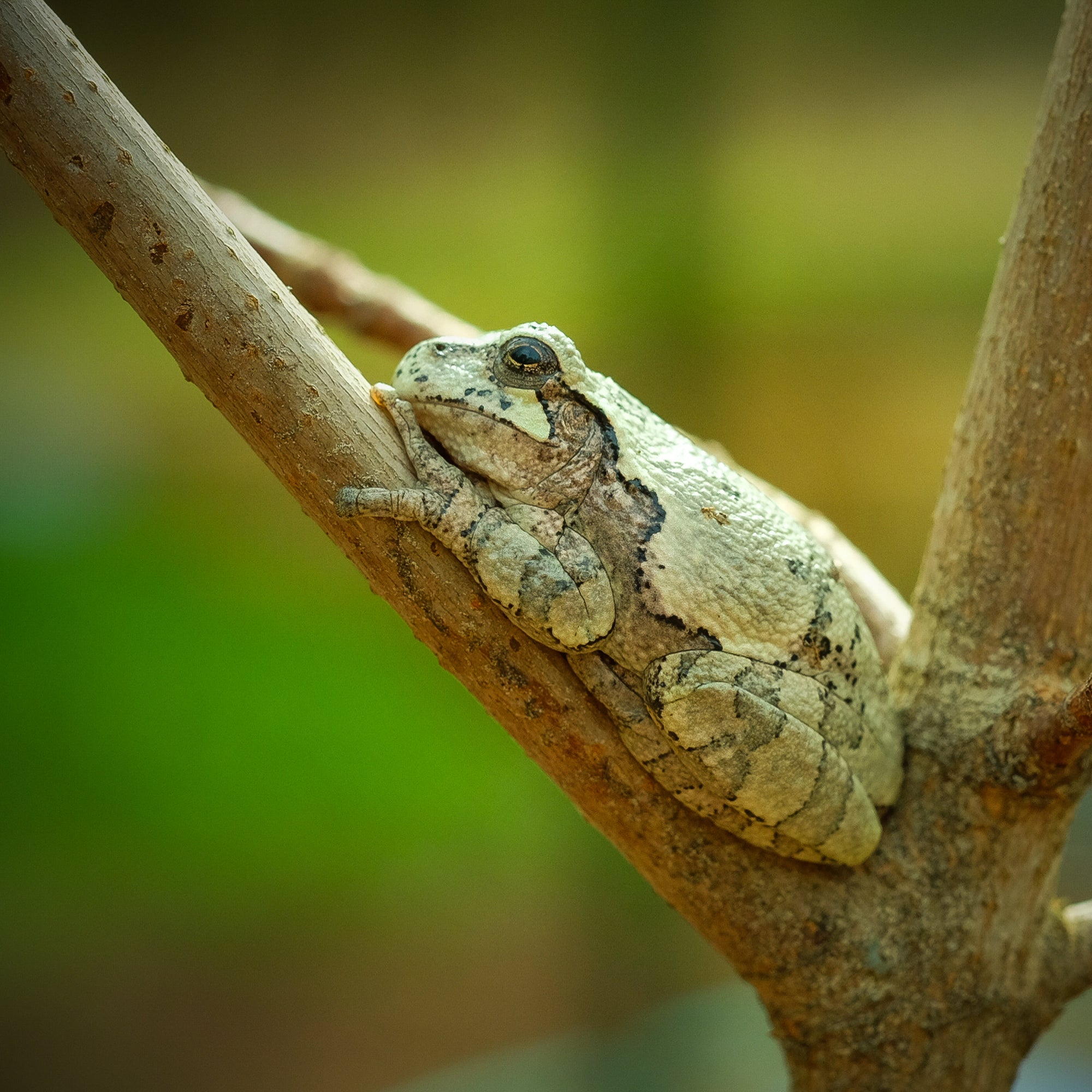 Camoflage