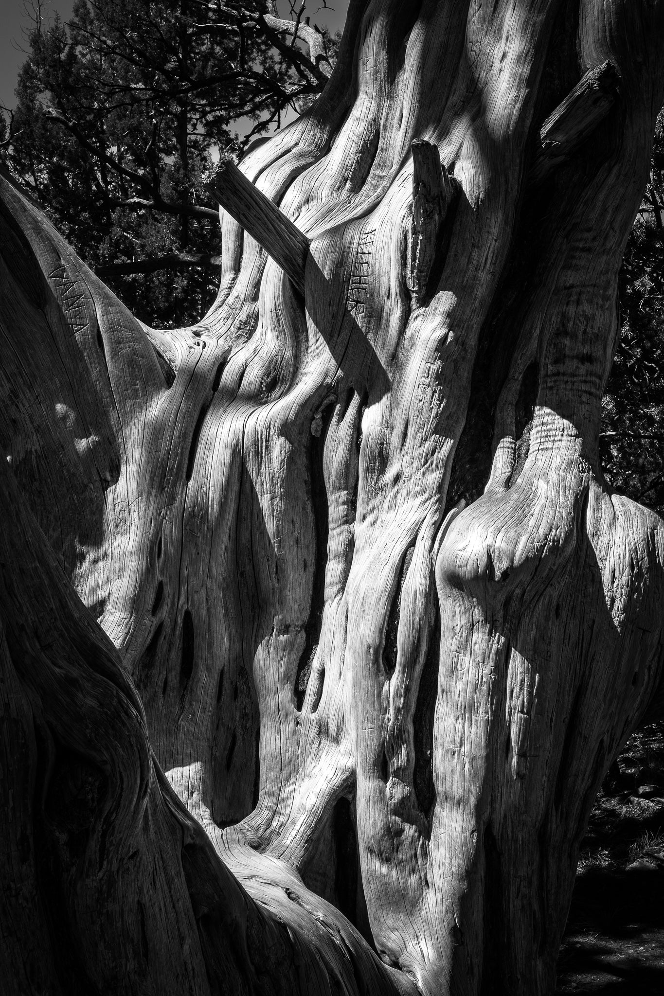 Black-and-white close-up of a textured tree trunk with intricate weather-worn patterns and hand-carved lettering