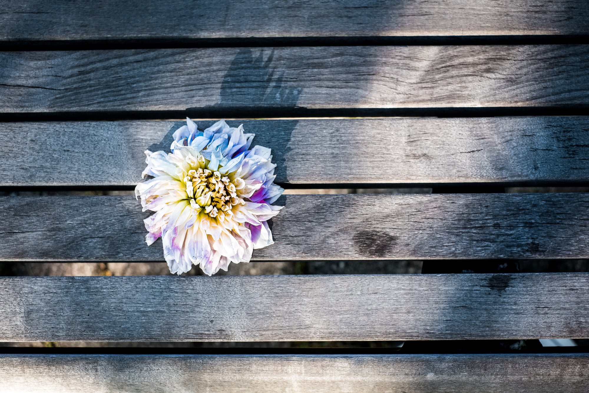 Photograph by Rick Graves of a single flower found on a park bench the morning after a prom. Every print $25 plus shipping.