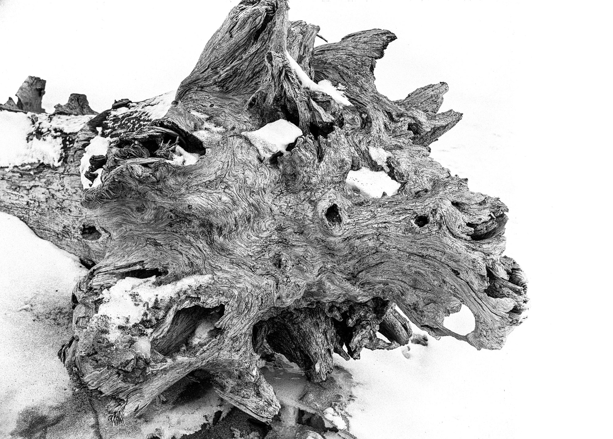 Winter close-up of well-weathered driftwood with intricate patterns in the snow; photographer Rick Graves