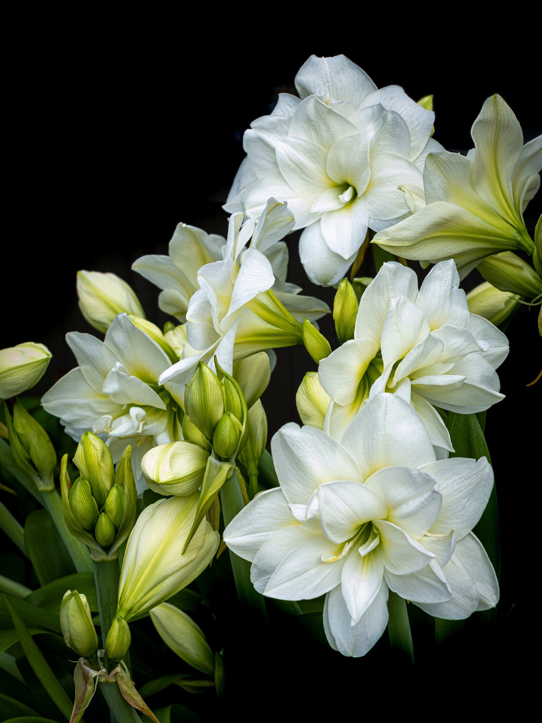 Original fine art photo of an amaryllis by Rick Graves, available in color and black-and-white. Printed on exhibition-quality paper. Every print $25 plus shipping.