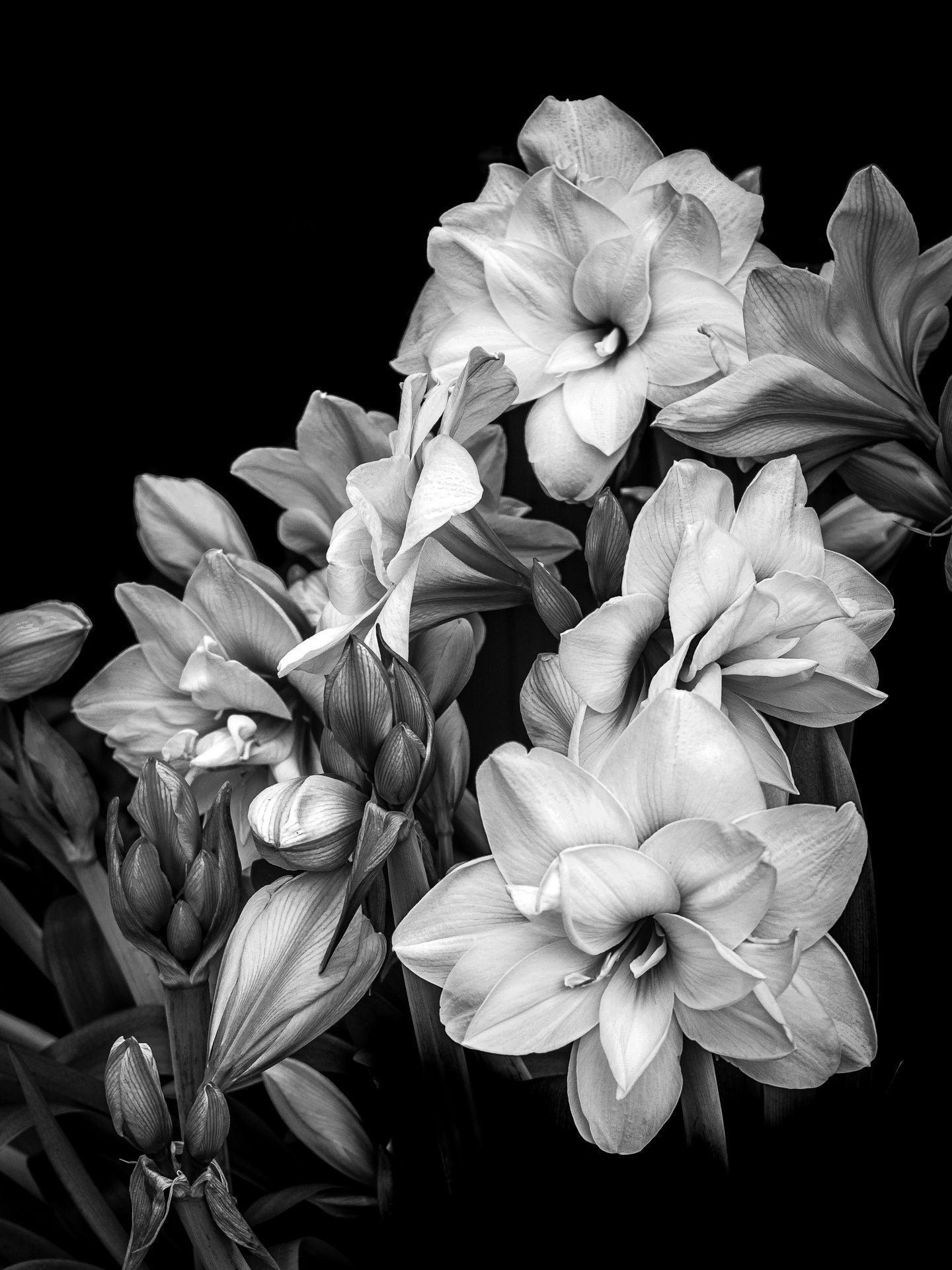 Original fine art photo of an amaryllis by Rick Graves, available in color and black-and-white. Printed on exhibition-quality paper. Every print $25 plus shipping.